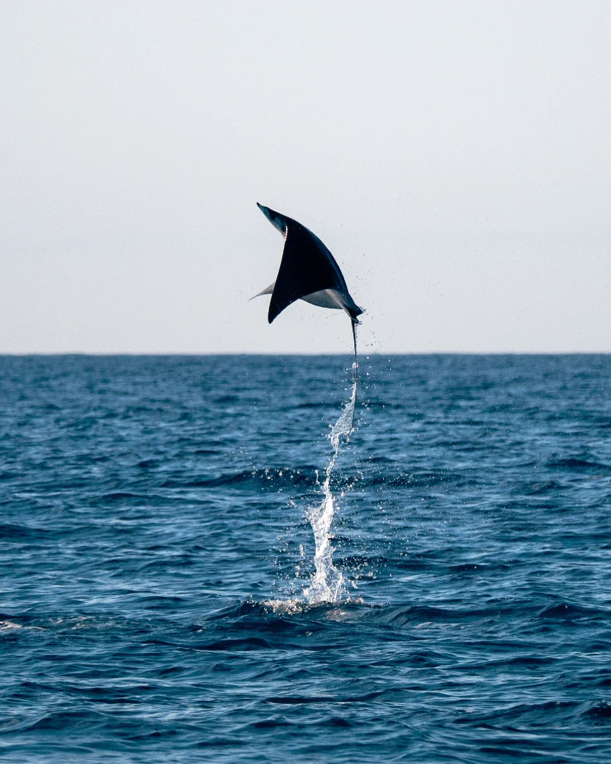 A ray leaping clear of the ocean, from Hannah's Baja archive