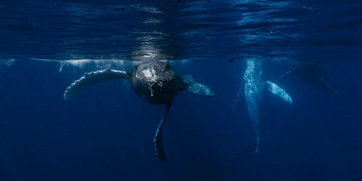 Humpback whales beneath the surface in Tonga