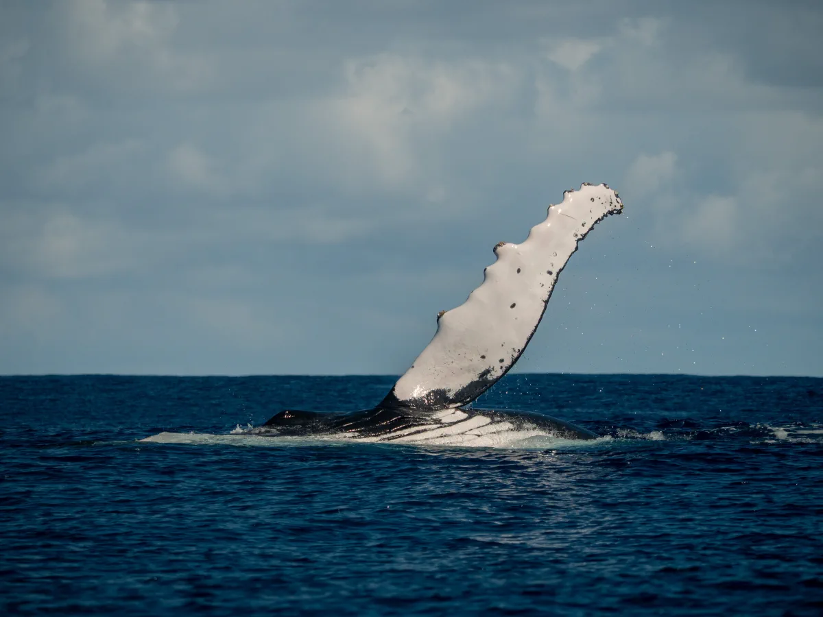 A humpback raises a long pectoral fin above Tonga's ocean