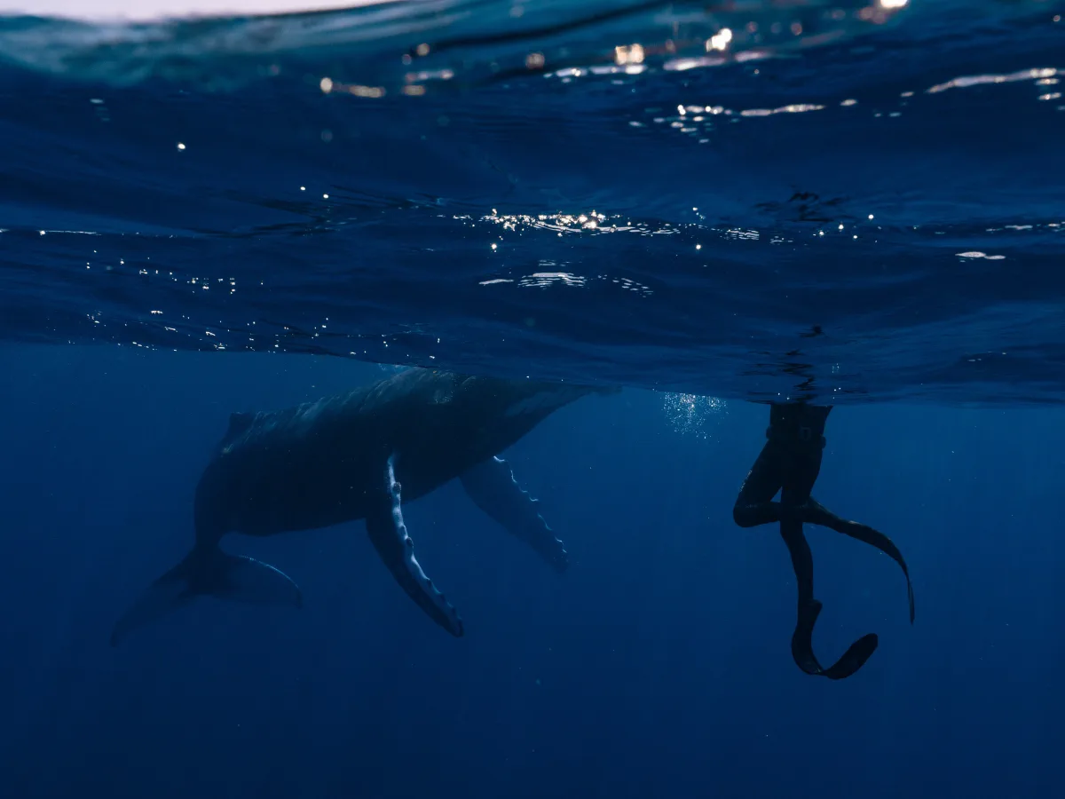 A humpback whale beside a swimmer’s legs and long fins beneath the surface